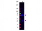 Anti-Sheep IgG (H&L)  (Fluorescein Conjugated) Pre-Adsorbed Secondary Antibody